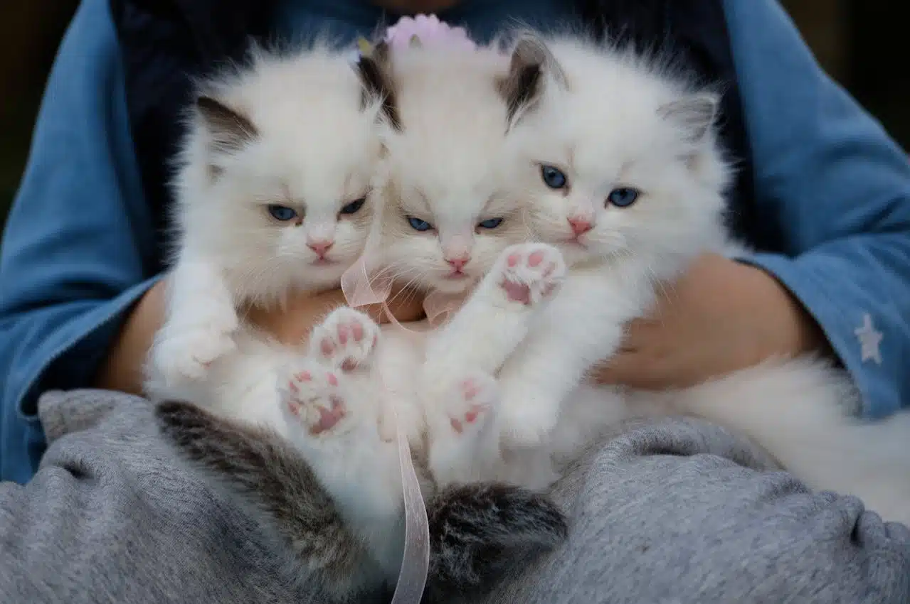 Little live Pets