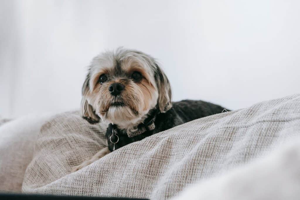 Dog Pillow