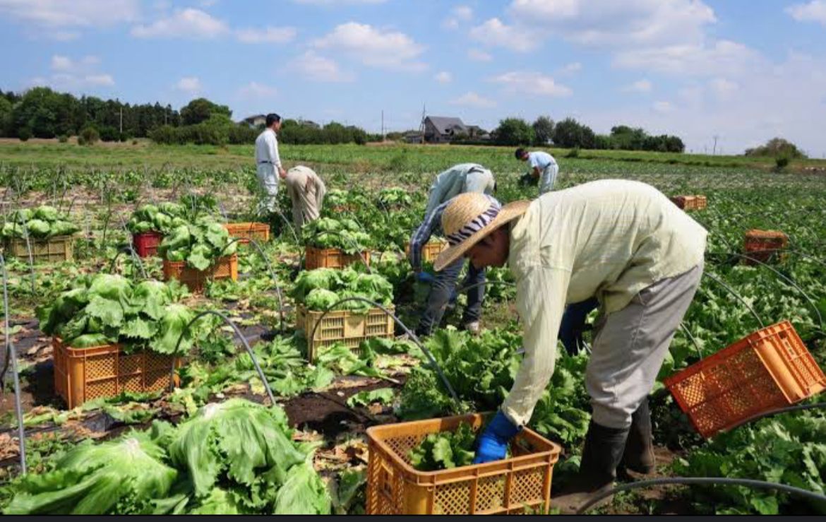 Agriculture jobs in Japan