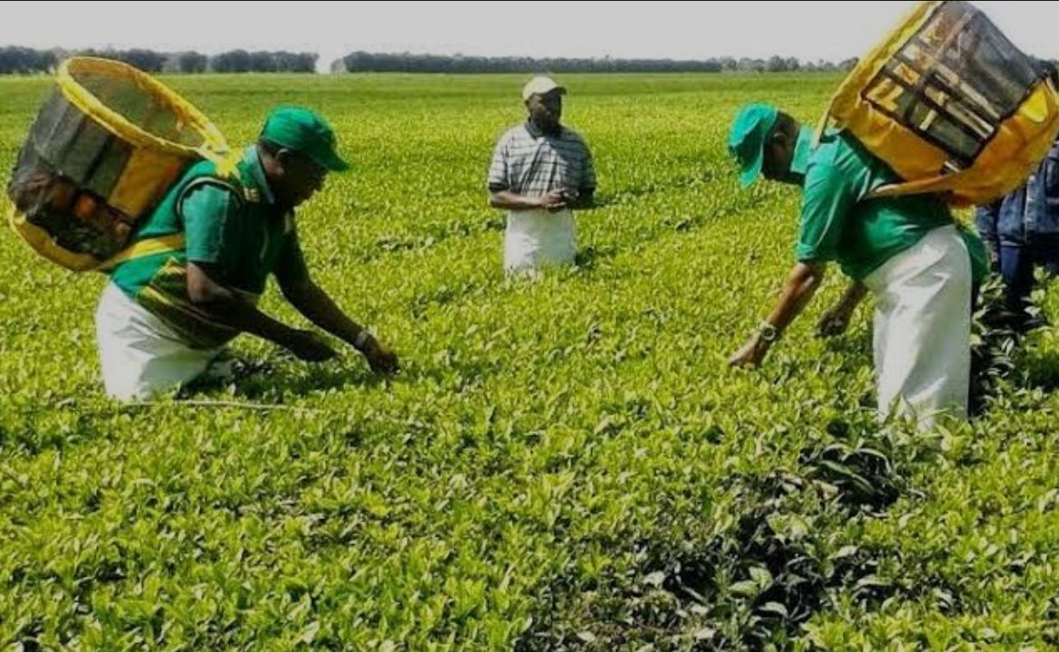 Agriculture jobs in Tanzania